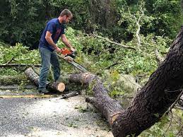 Best Tree Health Inspection  in Weston, WV