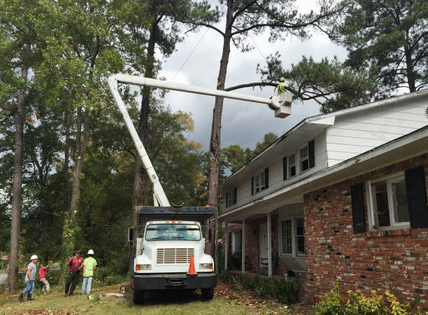 Seasonal Cleanup (Spring/Fall) in Weston, WV