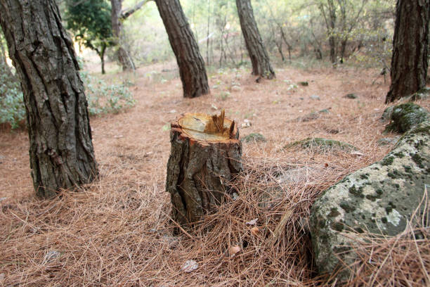 Best Hazardous Tree Removal  in Weston, WV