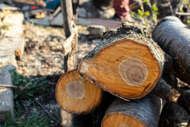 How Our Tree Care Process Works  in  Weston, WV