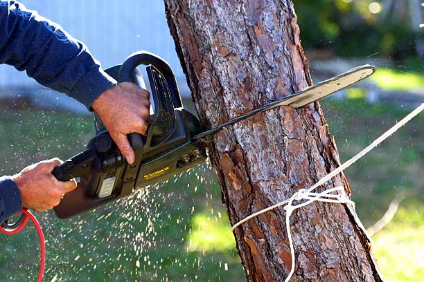 Professional Tree Care in Weston, WV
