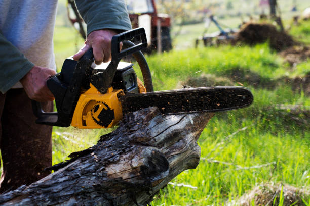 Best Stump Grinding and Removal  in Weston, WV